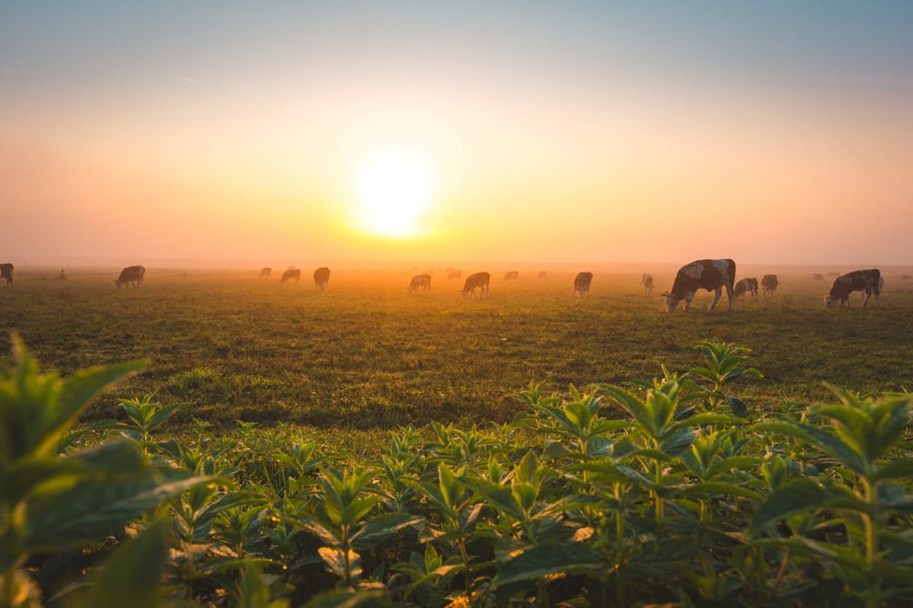 A herd of cows on a pasture in the Podcetrtek area in the Kozjansko and Obsotelje region