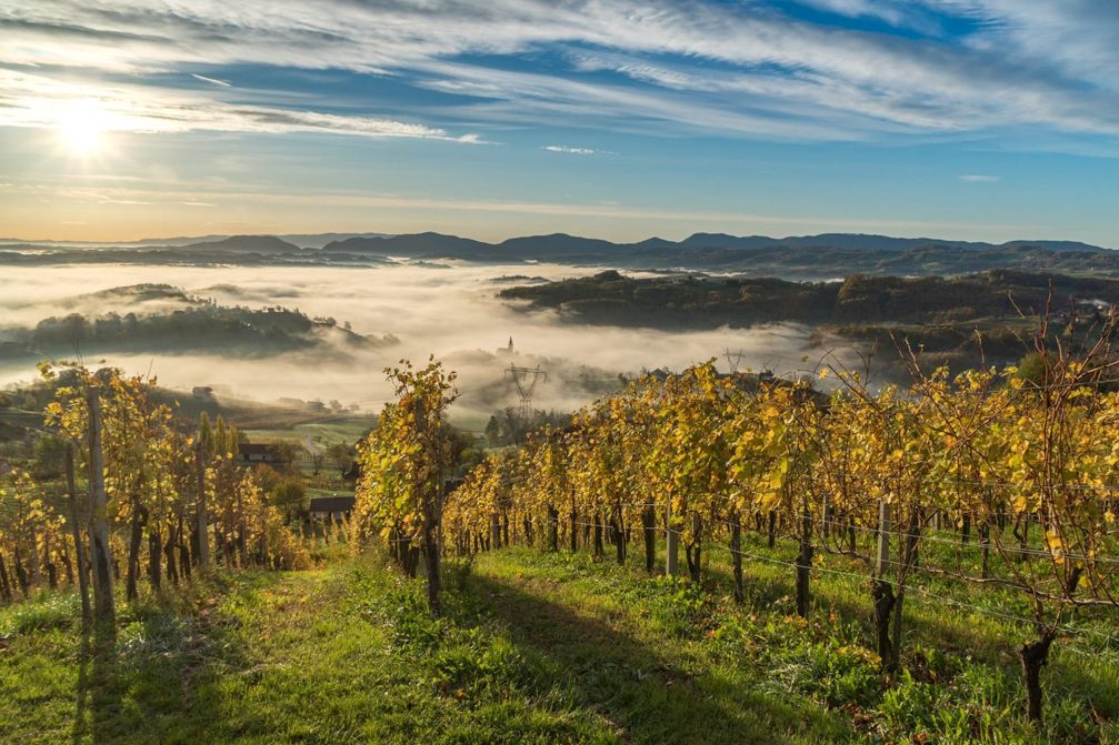 Vineyards in the Podcetrtek area in the Kozjansko and Obsotelje region in eastern Slovenia