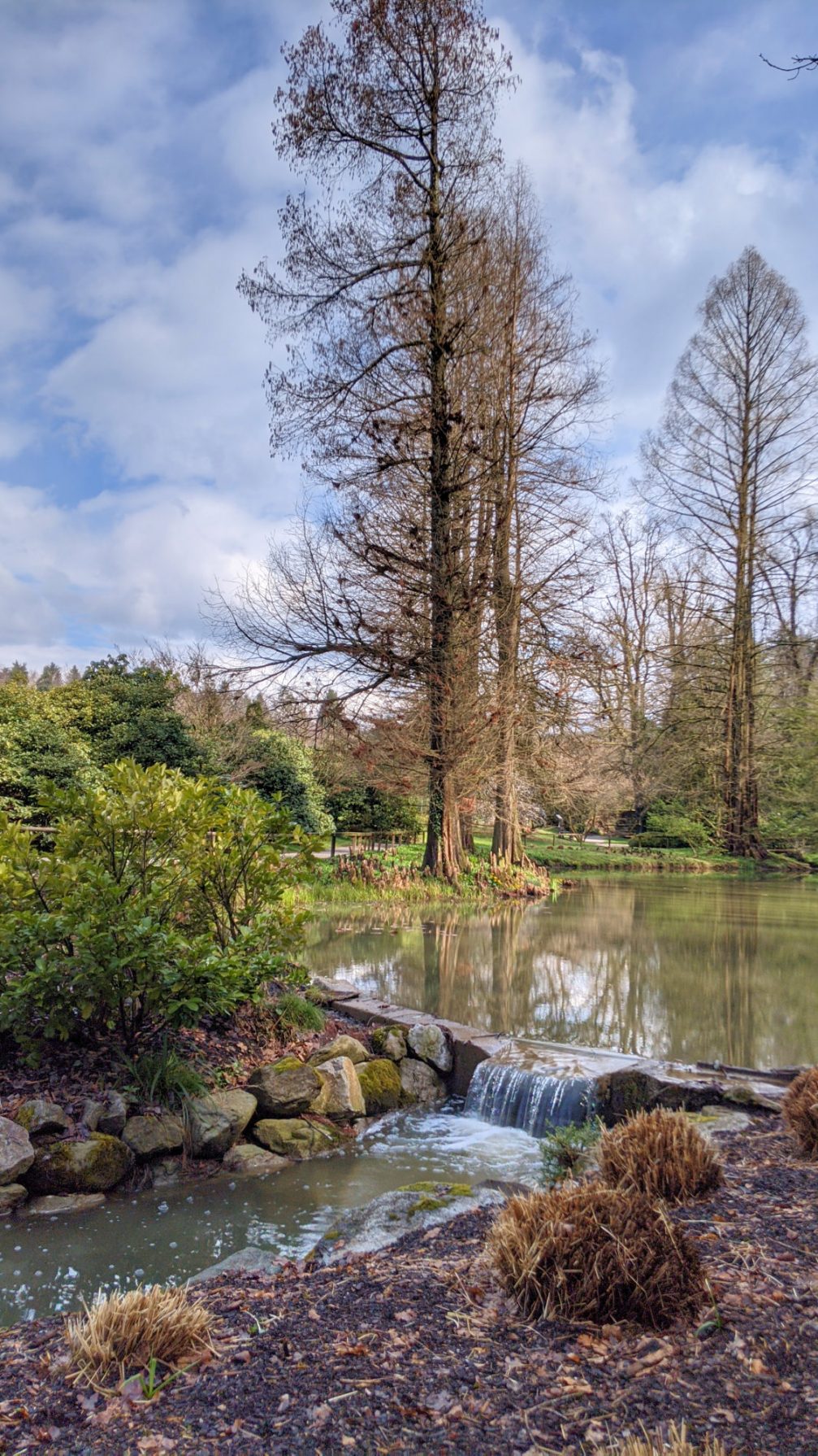 A pond at Arboretum Volcji Potok in spring