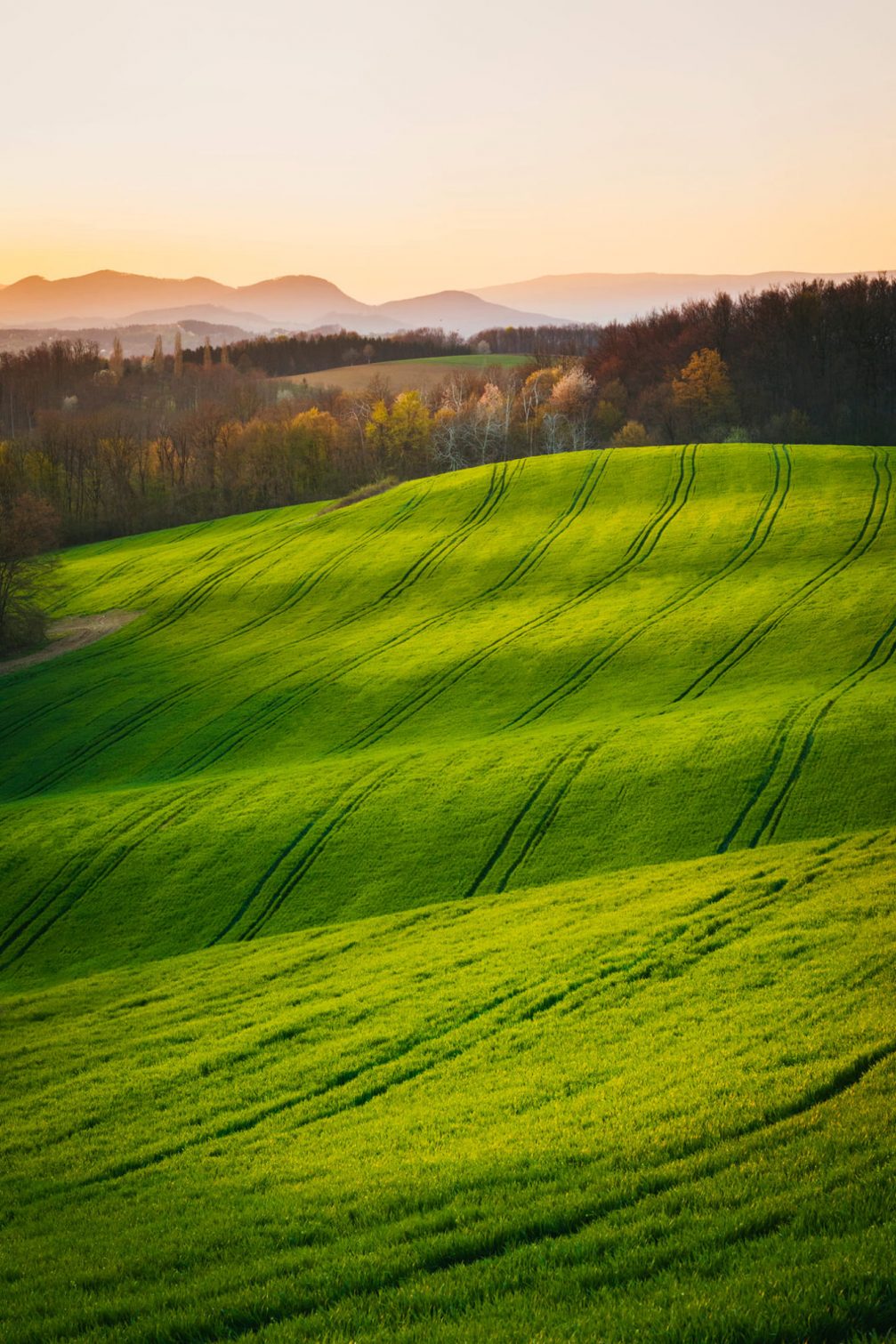 Green fields in Pristava Pri Mestinju in the Kozjansko and Obsotelje region in spring