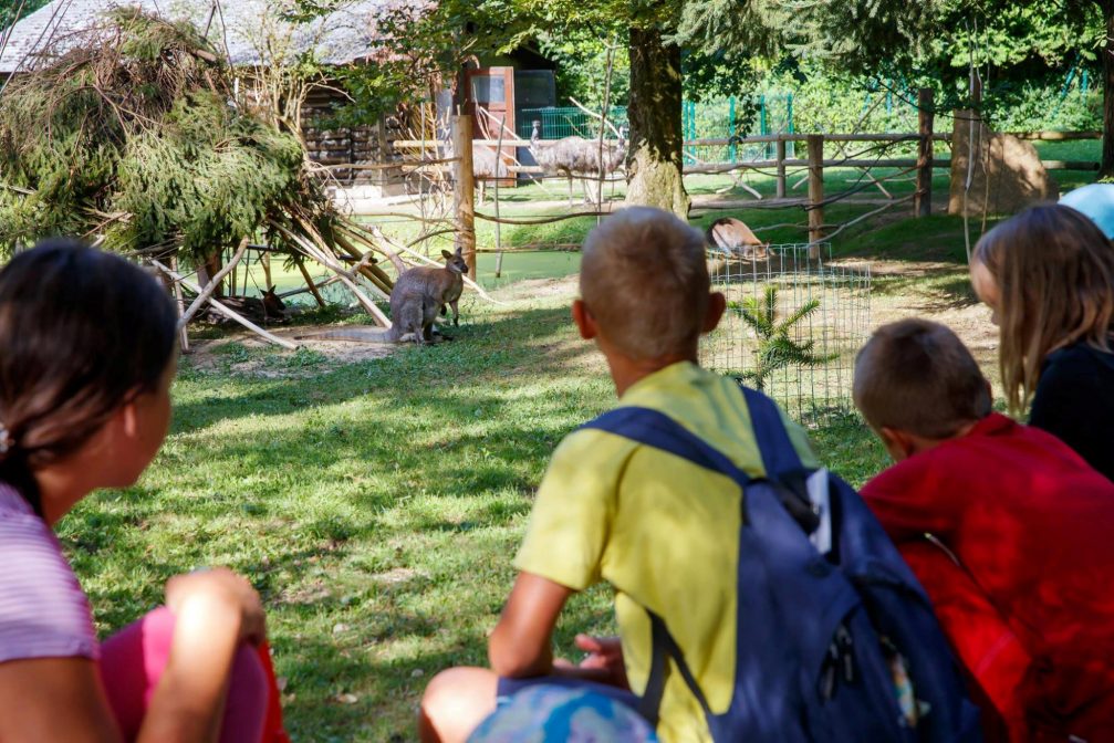 Visitors watching a red necked wallaby in Ljubljana Zoo