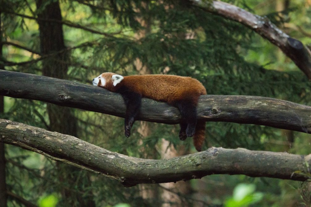 A red panda sleeping on a tree in Ljubljana Zoo