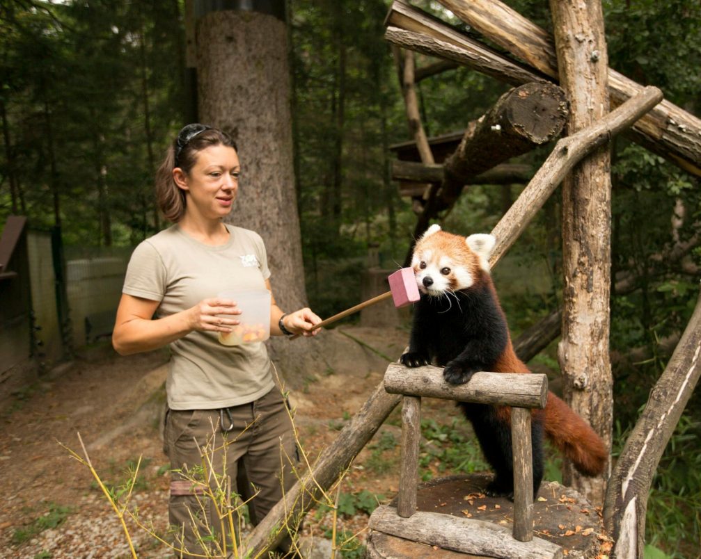 A red panda with a female zookeeper in Ljubljana Zoo