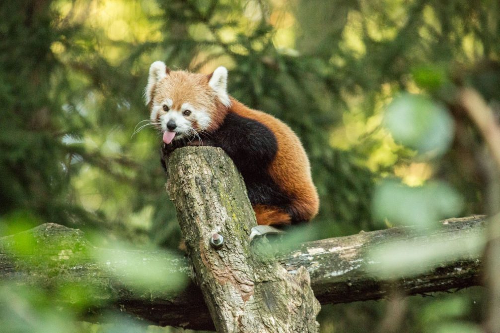 A red panda in Ljubljana Zoo