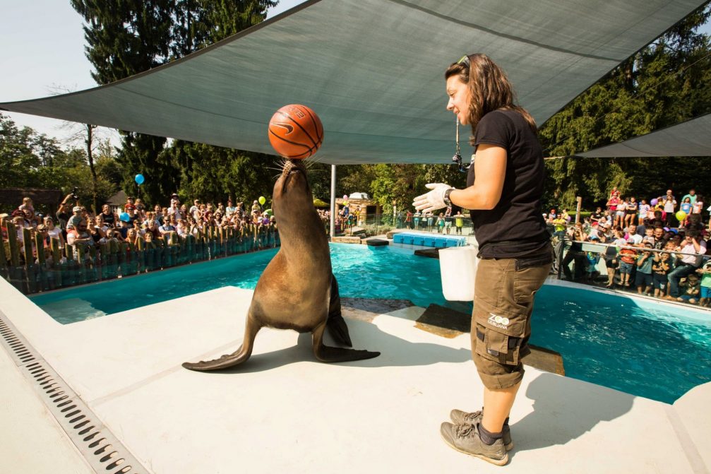 California Sea Lion in Ljubljana Zoo