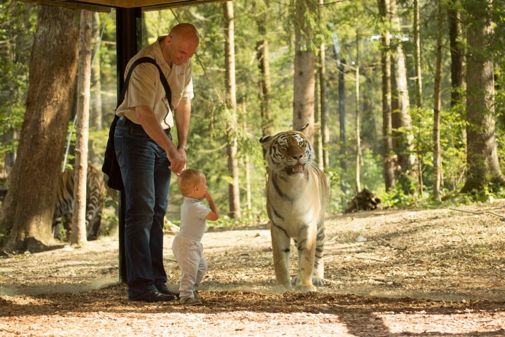 A small child with his parents watching a Siberian tiger in Ljubljana Zoo