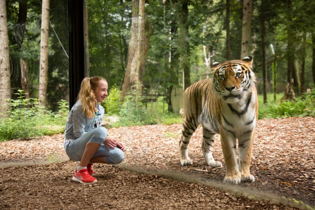 A child watching a Siberian tiger behind the glass in Ljubljana Zoo