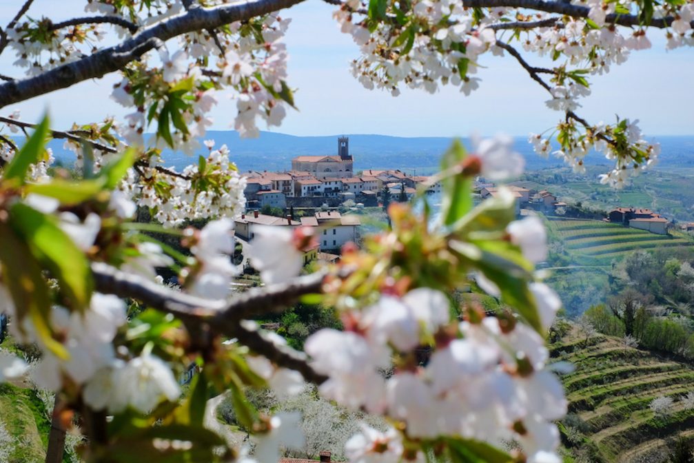 Smartno in Goriska Brda in spring when the cherry trees are blossoming