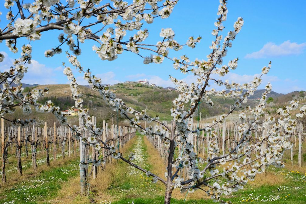 A vineyard in Goriska Brda in spring when the cherry trees are blossoming