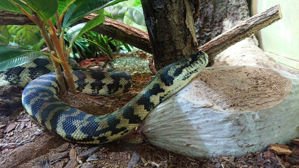 A snake in the vivarium in Ljubljana Zoo