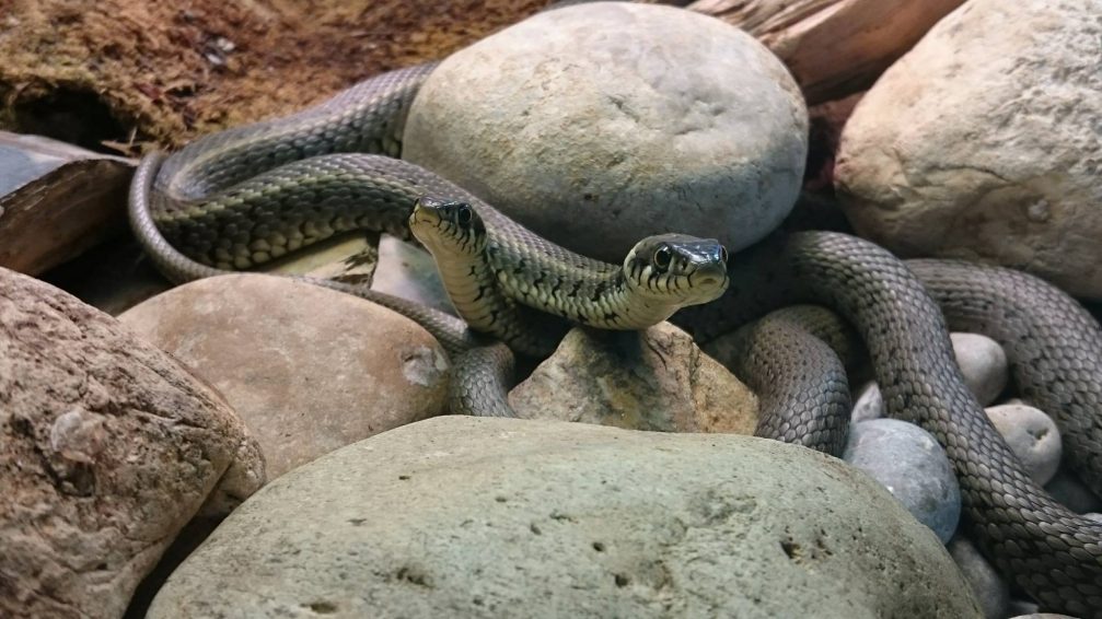 Snakes in the vivarium in Ljubljana Zoo