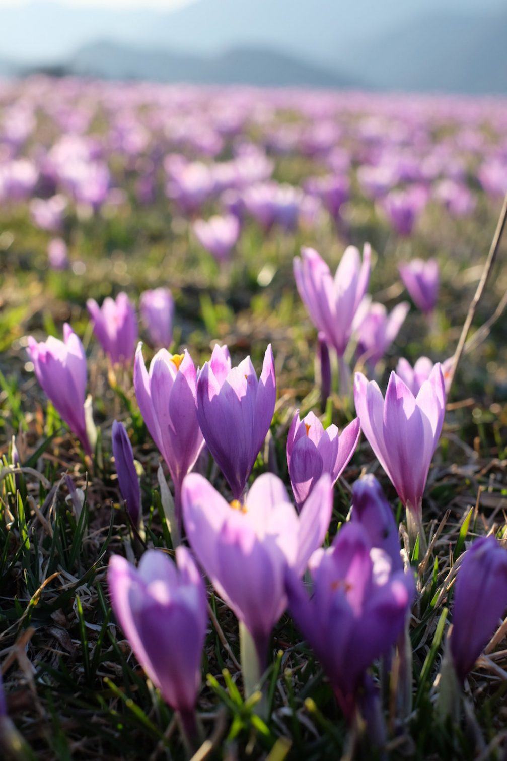 Spring crocus flowers on the meadow in early spring