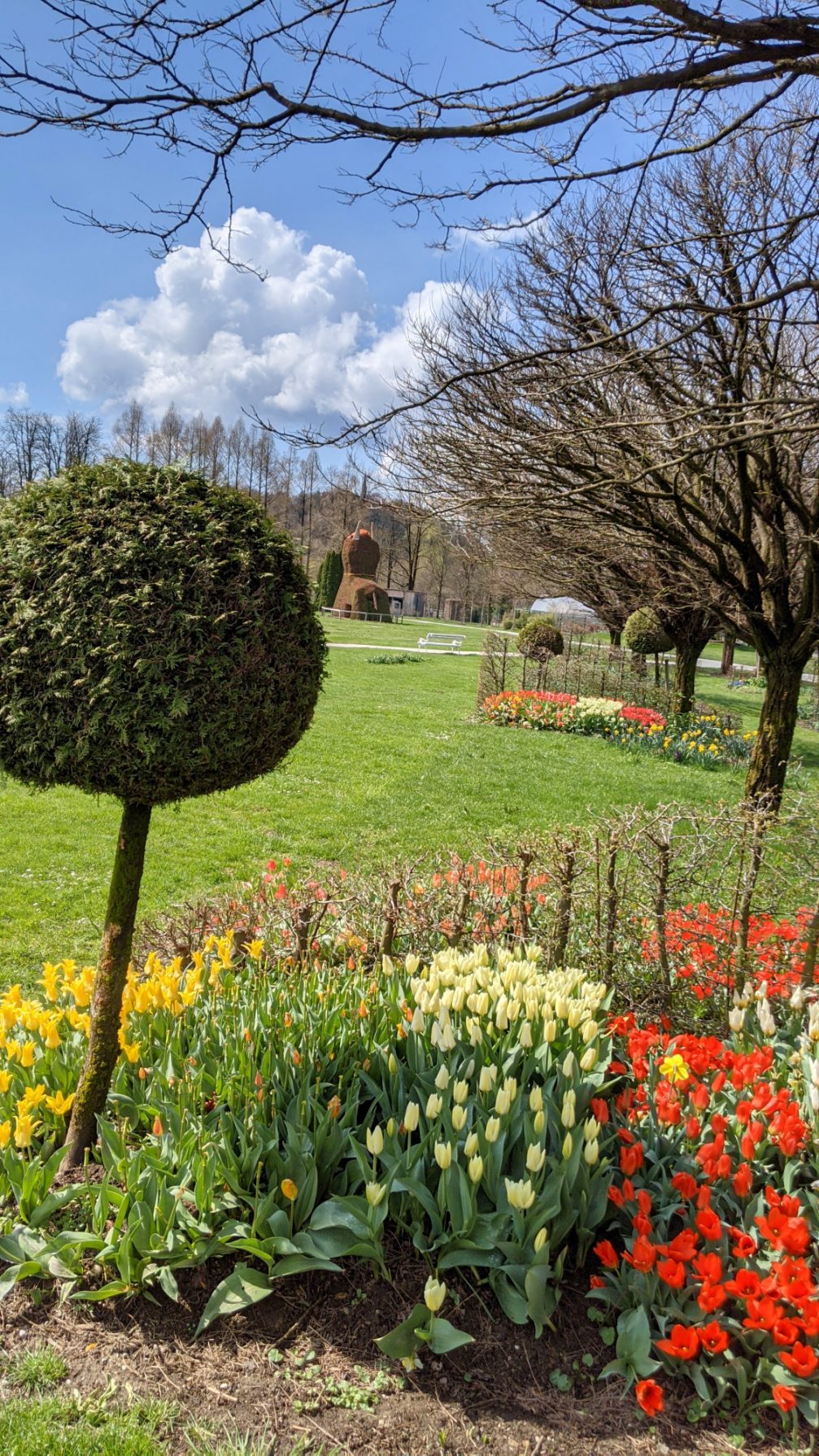 Tulips at Arboretum Volcji Potok in spring