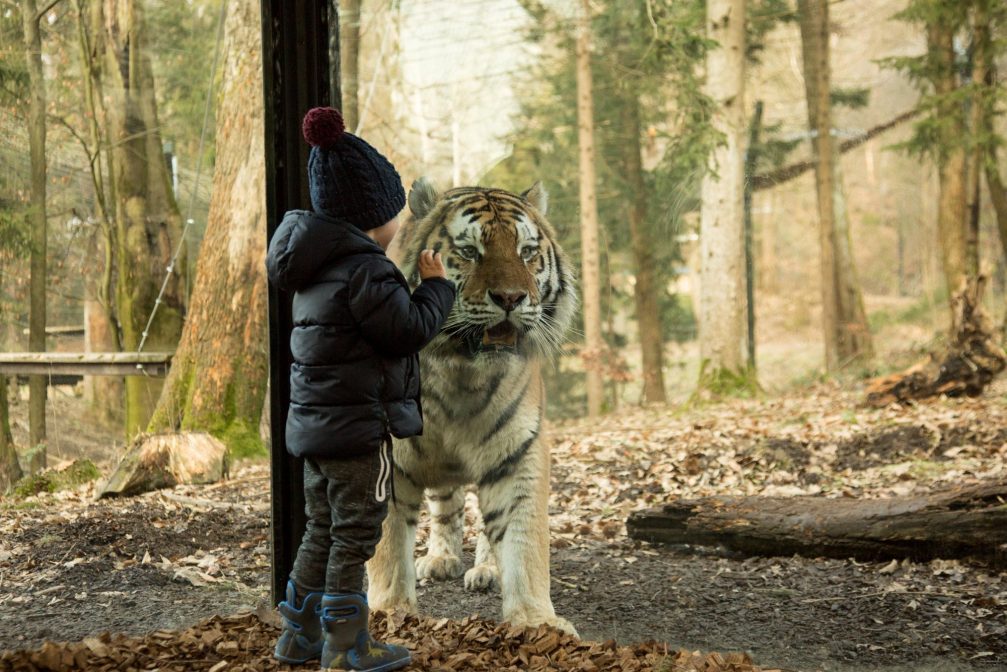 A small child watching a tiger behind the glass in Ljubljana Zoo