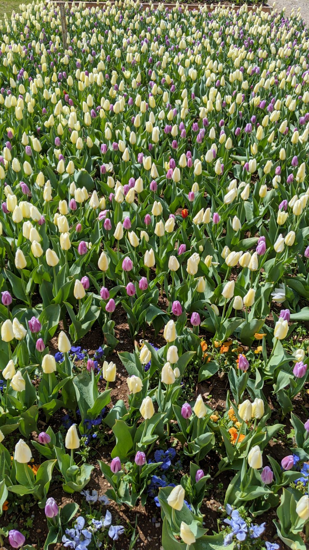 Yellow and purple tulips at Arboretum Volcji Potok in Slovenia in spring