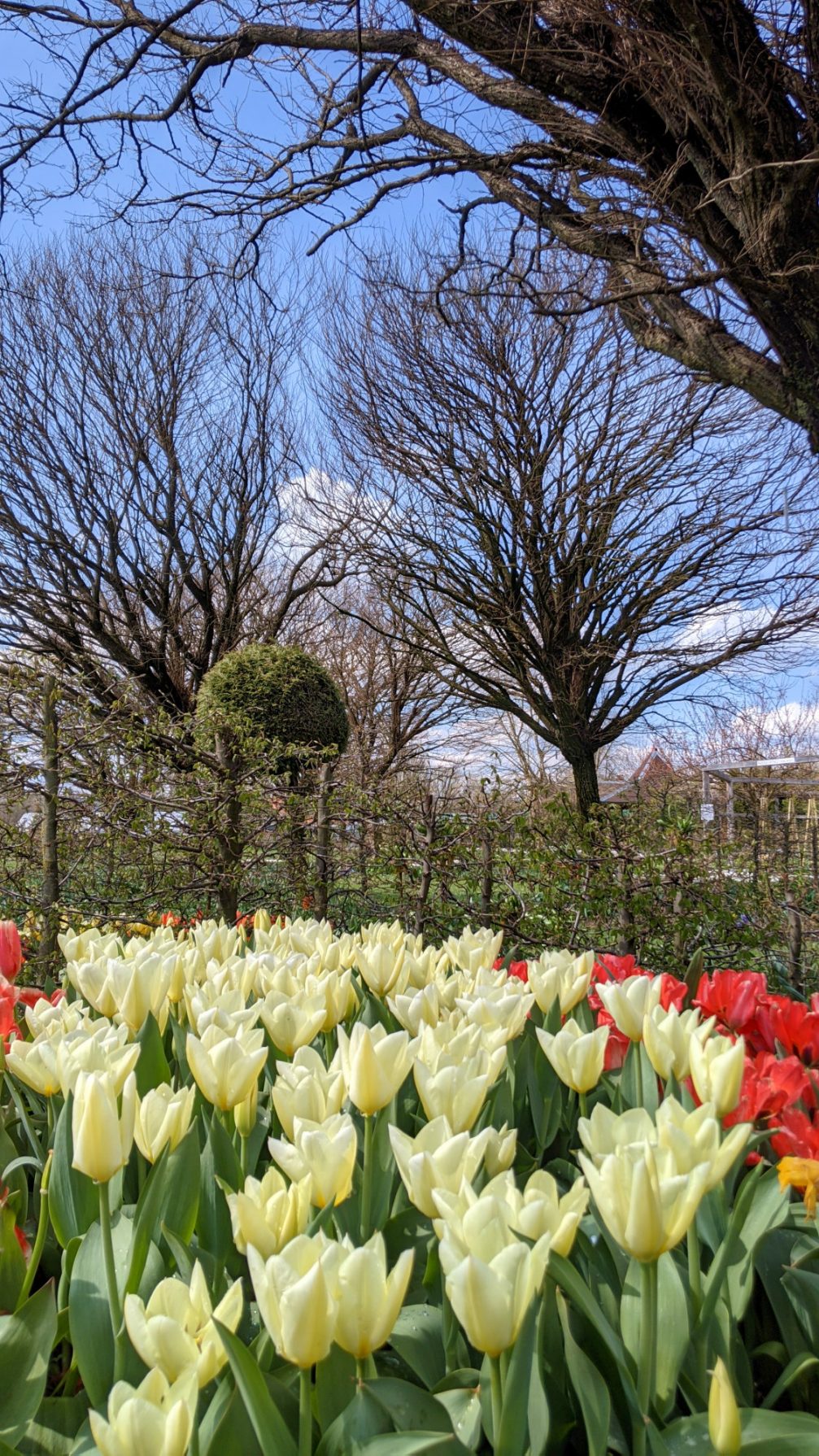 Yellow and red tulips at Arboretum Volcji Potok in spring