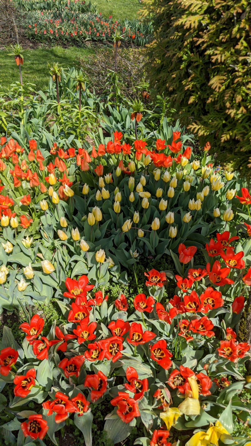 Yellow and red tulips at Arboretum Volcji Potok in Slovenia in spring