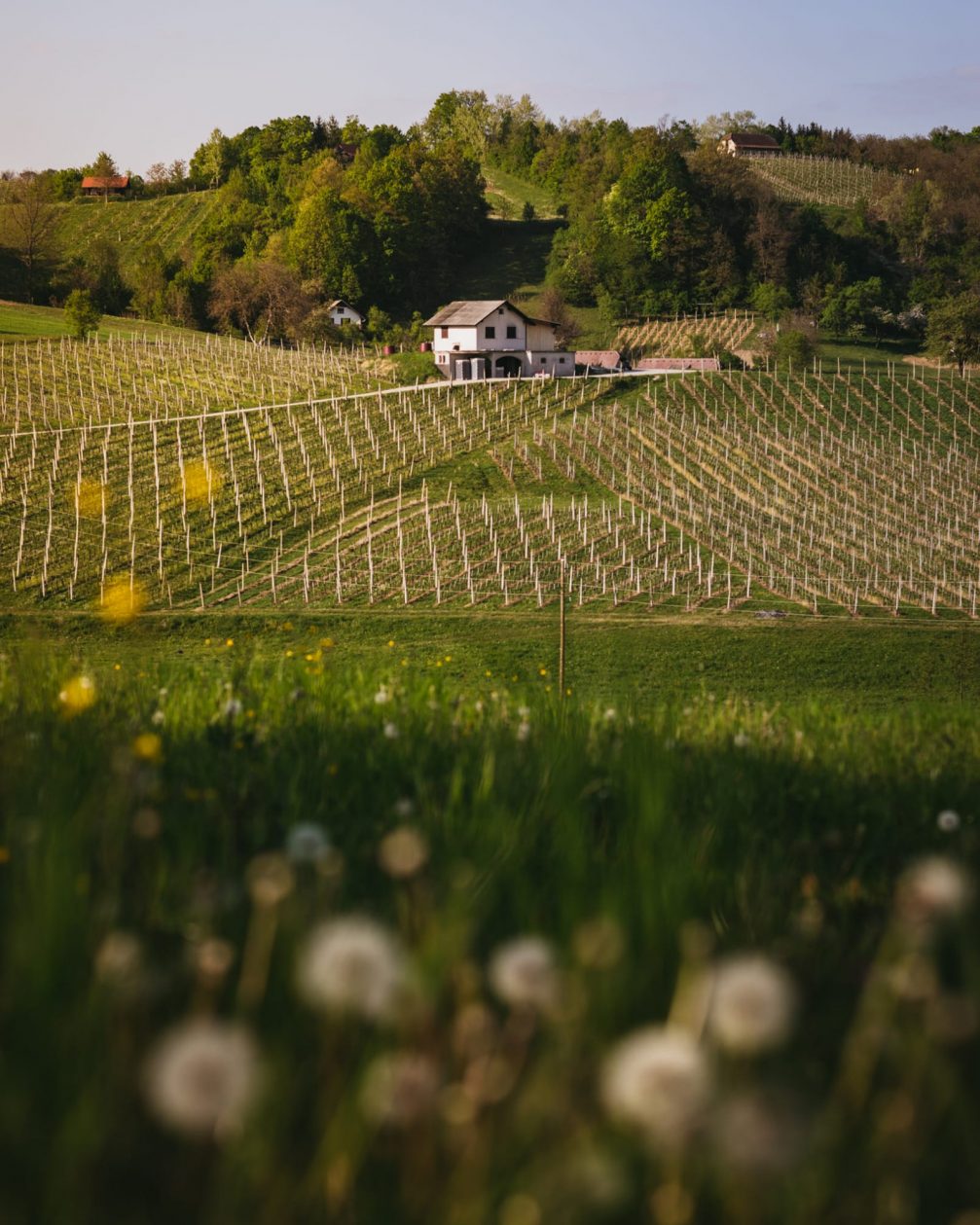 Vino Kralj Wine Cellar vineyards in Cresnjevec ob Bistrici in the Kozjansko and Obsotelje region