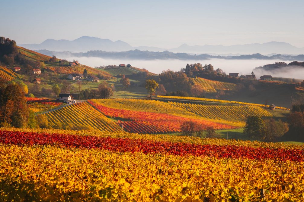 Colourful Vino Kralj Wine Cellar vineyards in Cresnjevec ob Bistrici in autumn