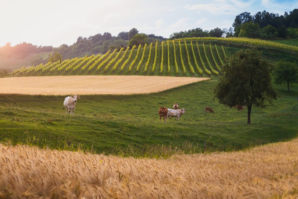 Virstanj countryside in the Kozjansko and Obsotelje region in summer