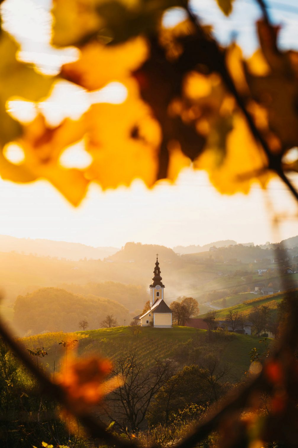 View of the colourful vineyards in Virstanj in autumn