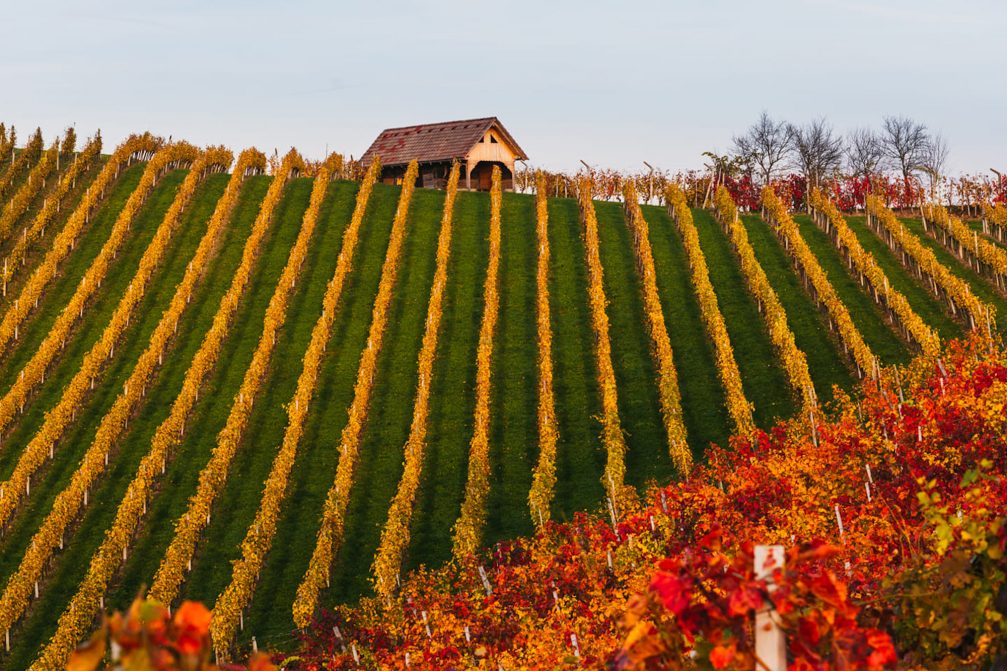 Colourful vineyards in Virstanj in the Kozjansko and Obsotelje region in autumn