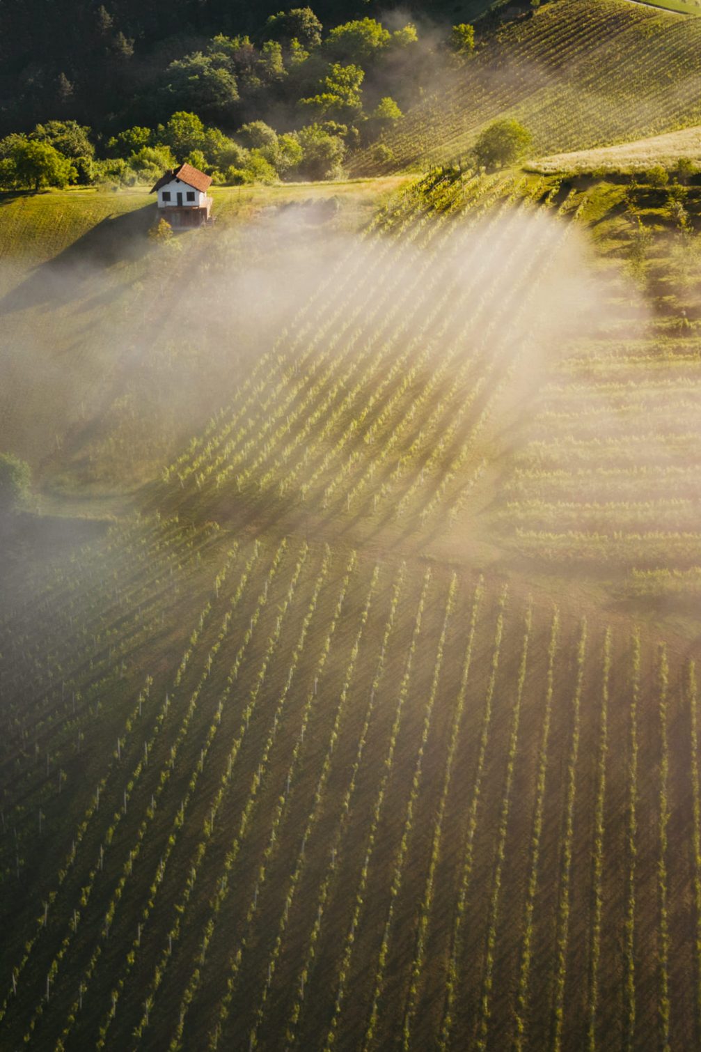 Aerial view of the vineyards in Virstanj in the Kozjansko and Obsotelje region in Slovenia