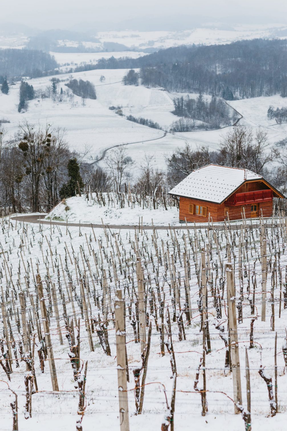 Virstanj vineyards in the Kozjansko and Obsotelje region covered in snow in winter