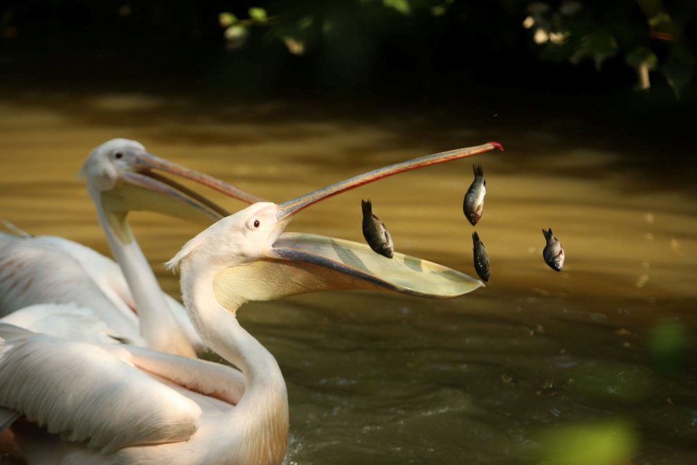 A pair of white pelicans in Ljubljana Zoo