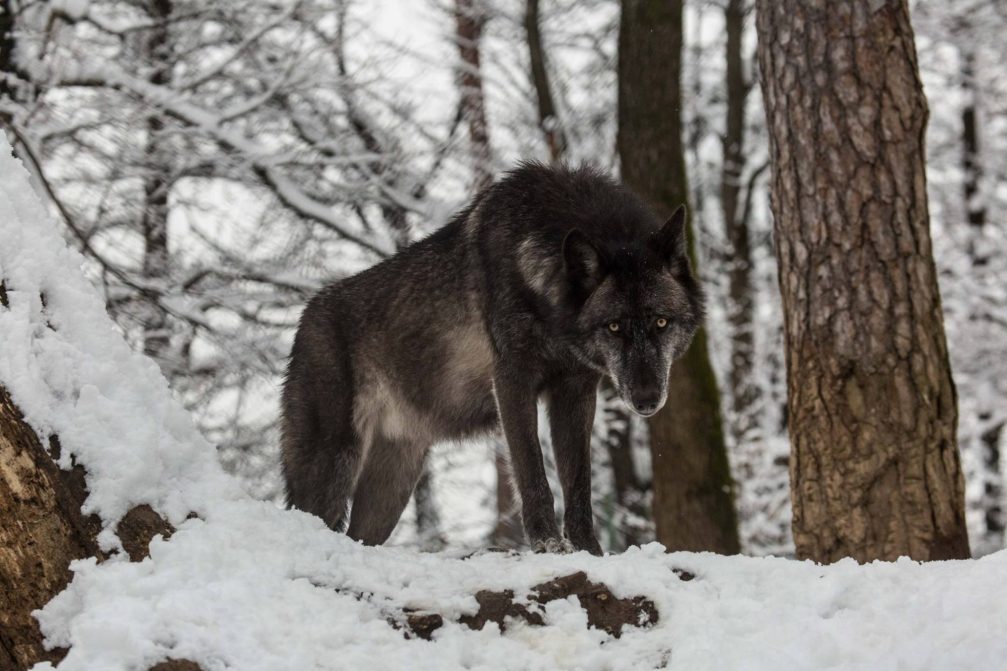 A wolf in Ljubljana Zoo in winter