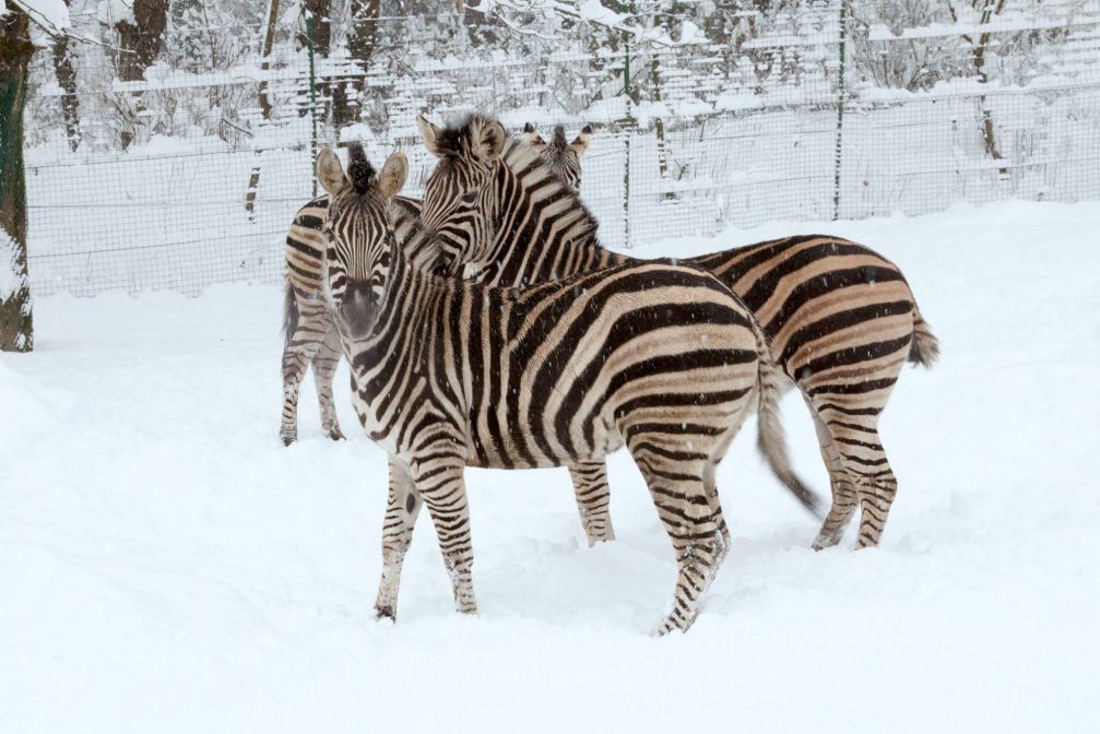 A pair of zebras in Ljubljana Zoo in winter