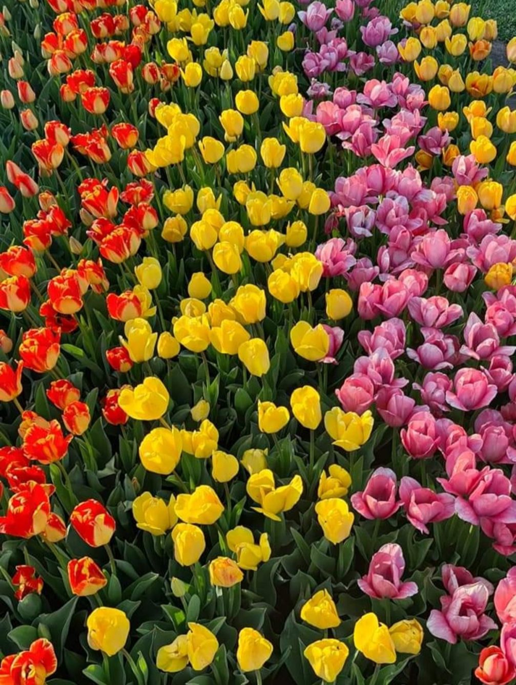 Colourful tulips Arboretum Volcji Potok in Slovenia