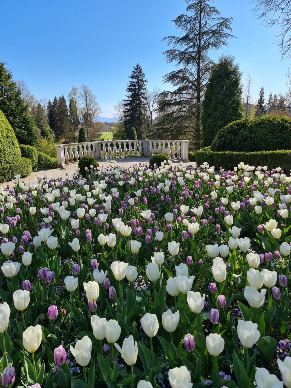 Thousands of tulips in Arboretum Volcji Potok in spring