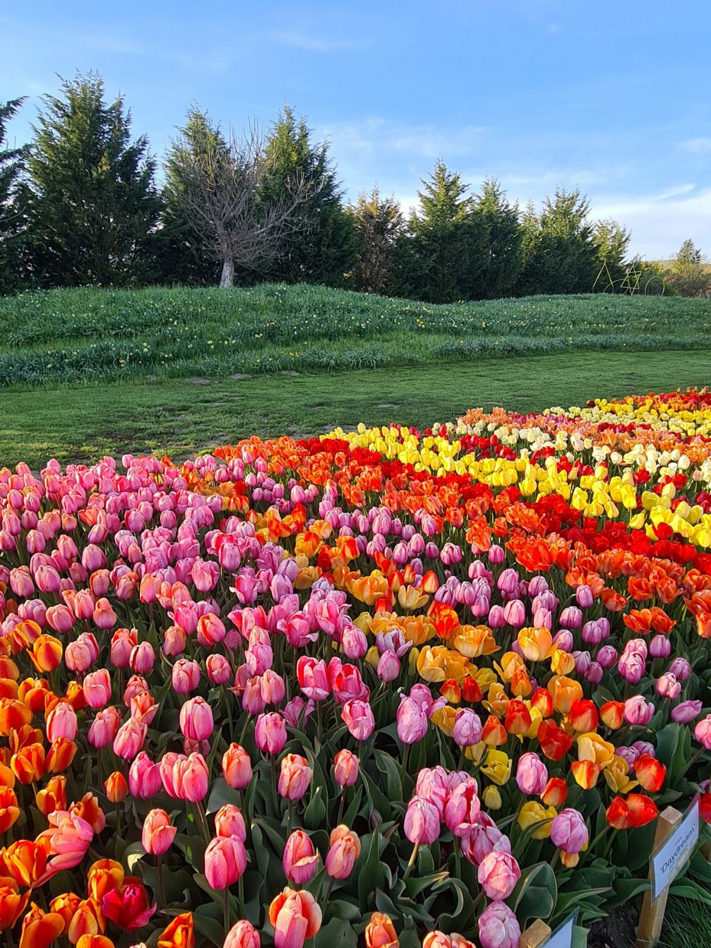 Arboretum Volcji Potok full of tulips in spring