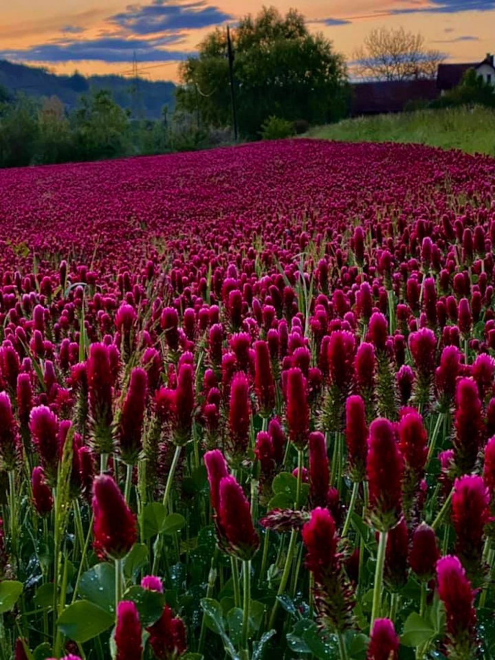 Blooming crimson clover in spring in Slovenia at sunset