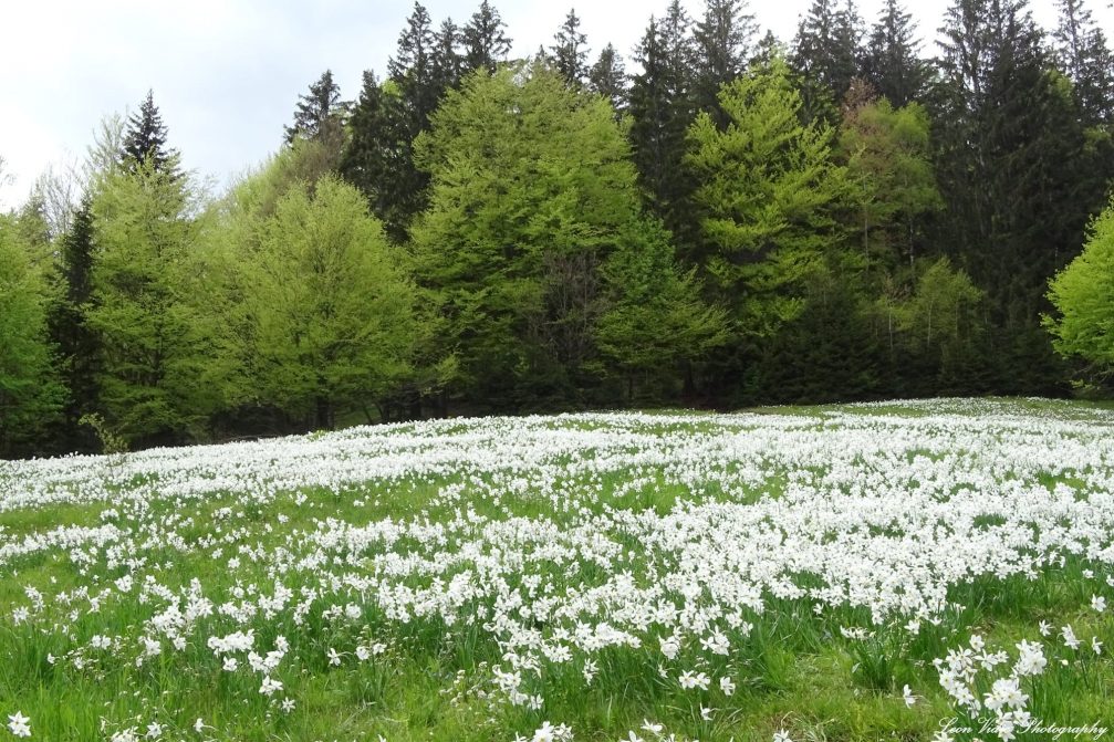 Blooming daffodils in Javorniski Rovt above the town of Jesenice in Slovenia