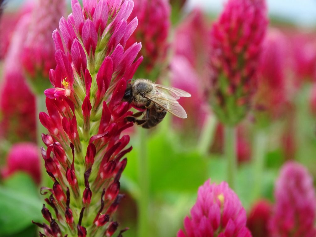 Blooming crimson clover, an important source of nectar for honeybees and other pollinators in Slovenia