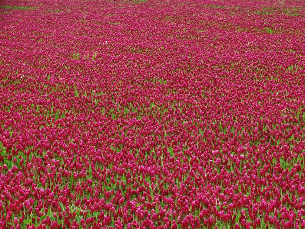 A carpet of blooming crimson clover flowers in spring