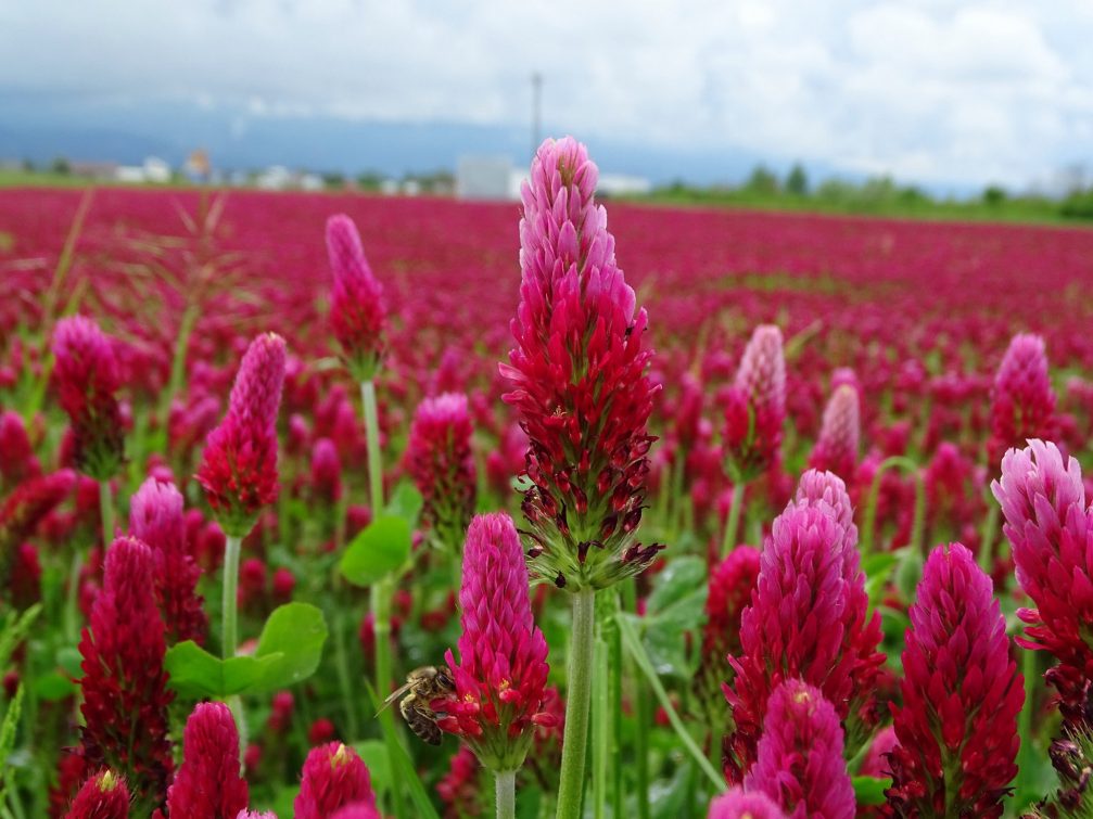 Blooming crimson clover fields in spring