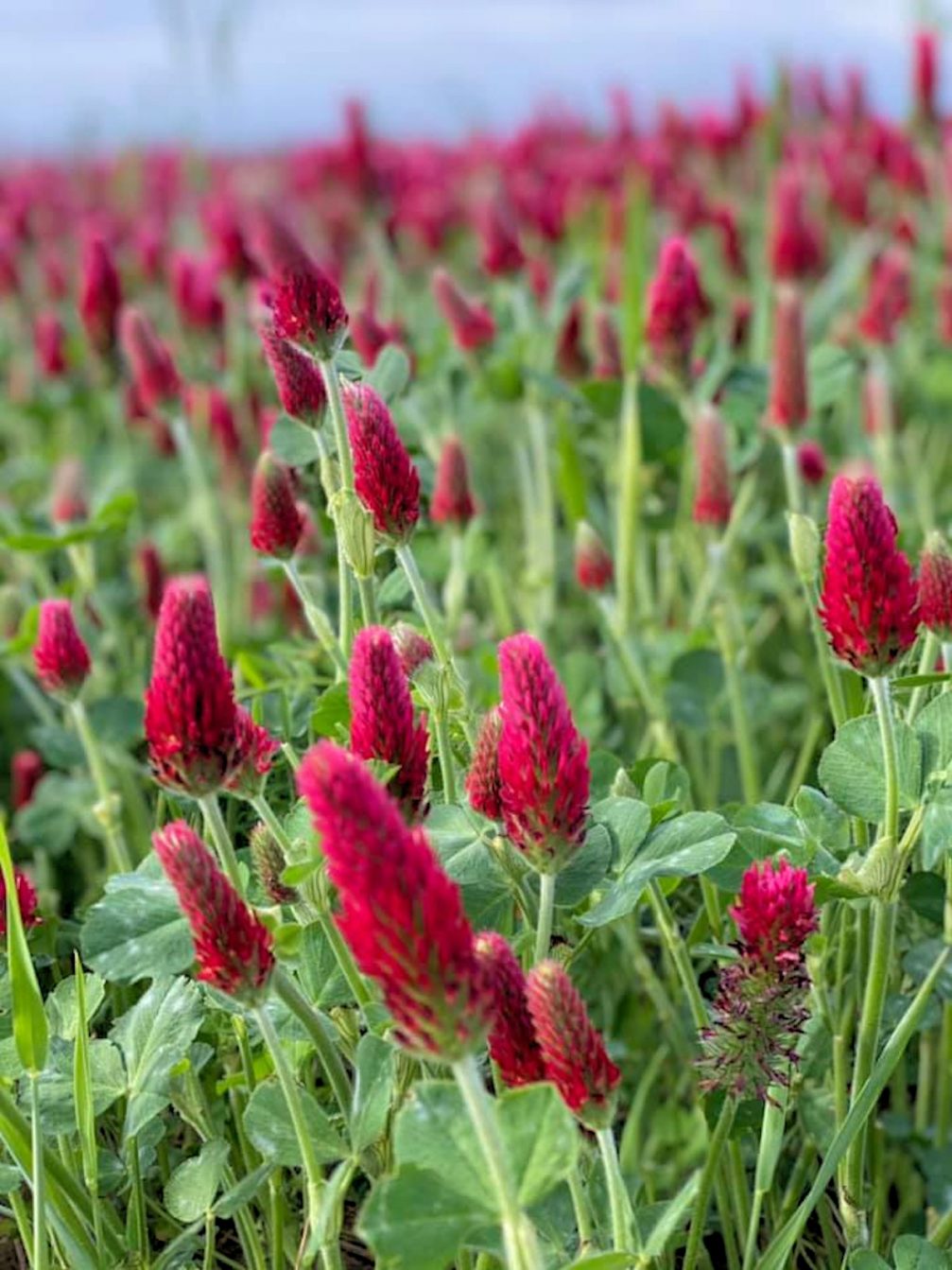 Blooming crimson clover flowers in spring