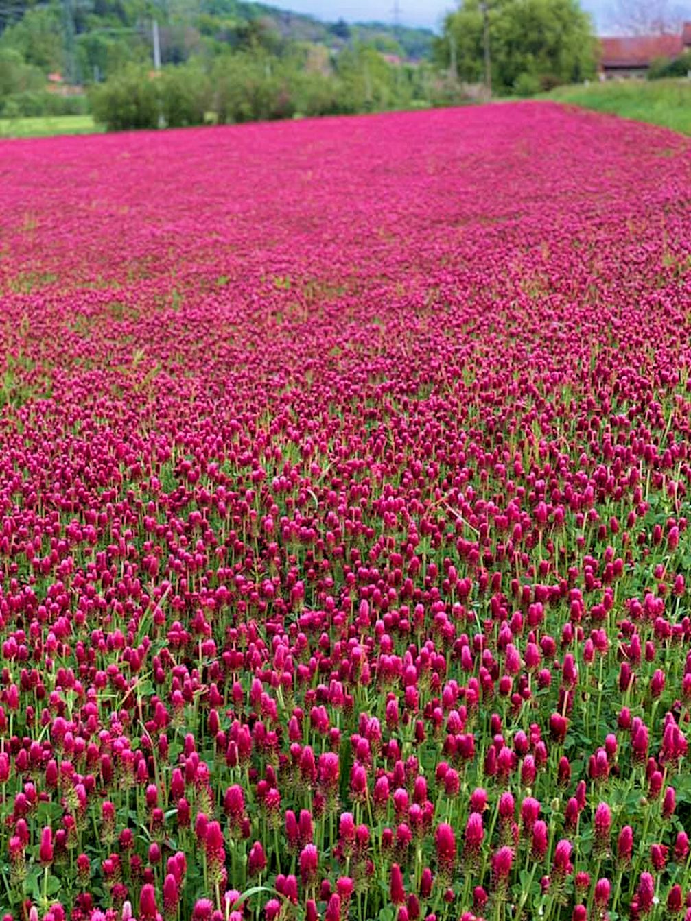 Blooming crimson clover fields in Goricko in spring