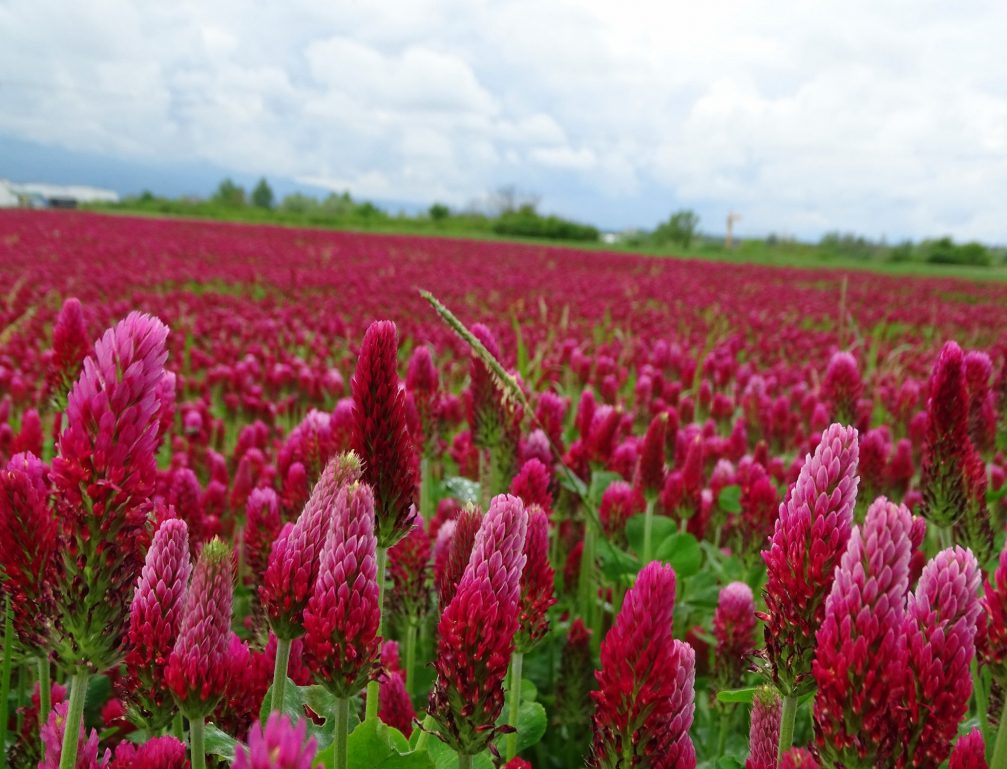 Blooming crimson clover fields in Slovenia in spring