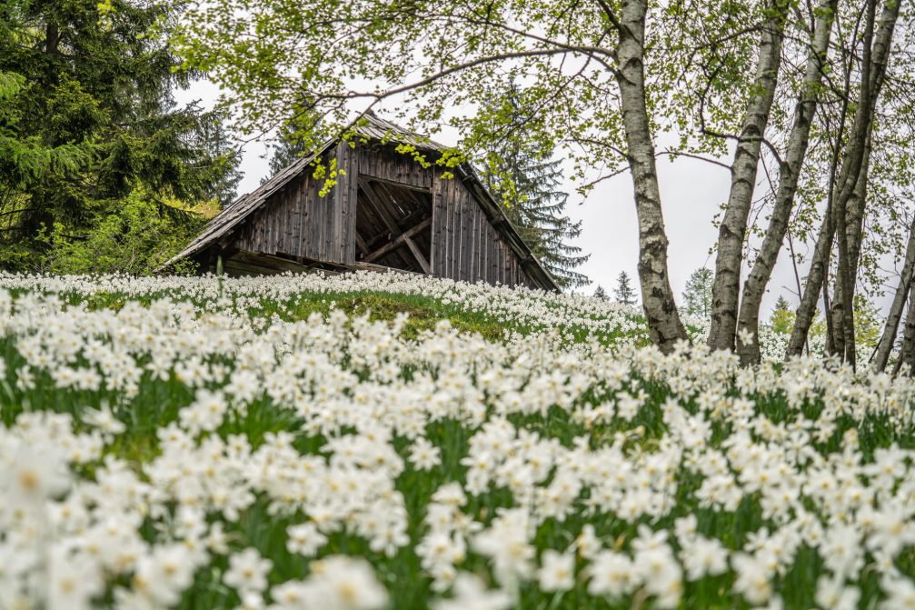 White daffodils in Javorniski Rovt above Jesenice in Slovenia