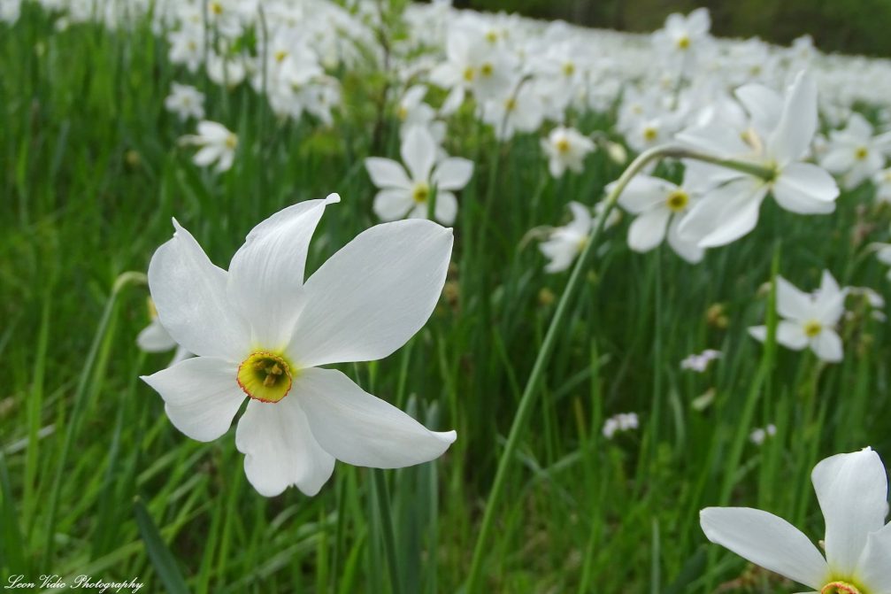 Blooming daffodils in Javorniski Rovt in the spring month of May