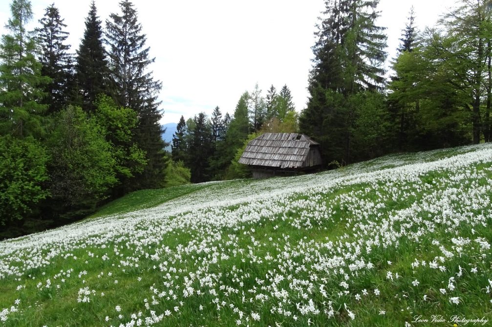 White wild-growing daffodils in Javorniski Rovt above the town of Jesenice