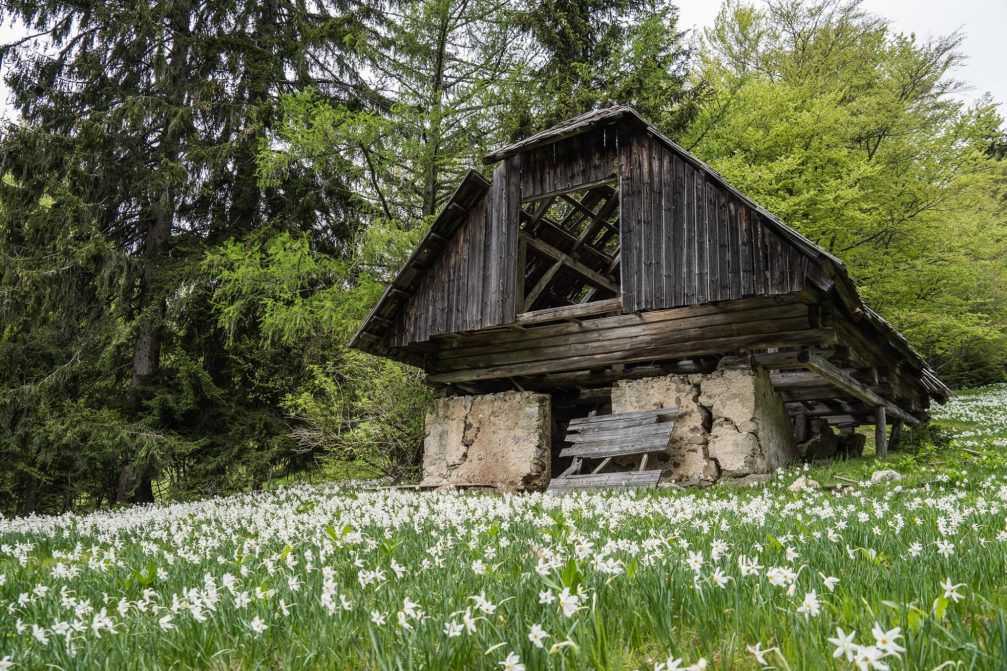 Javorniski Rovt covered in a beautiful white blanket of wild-growing daffodils in spring