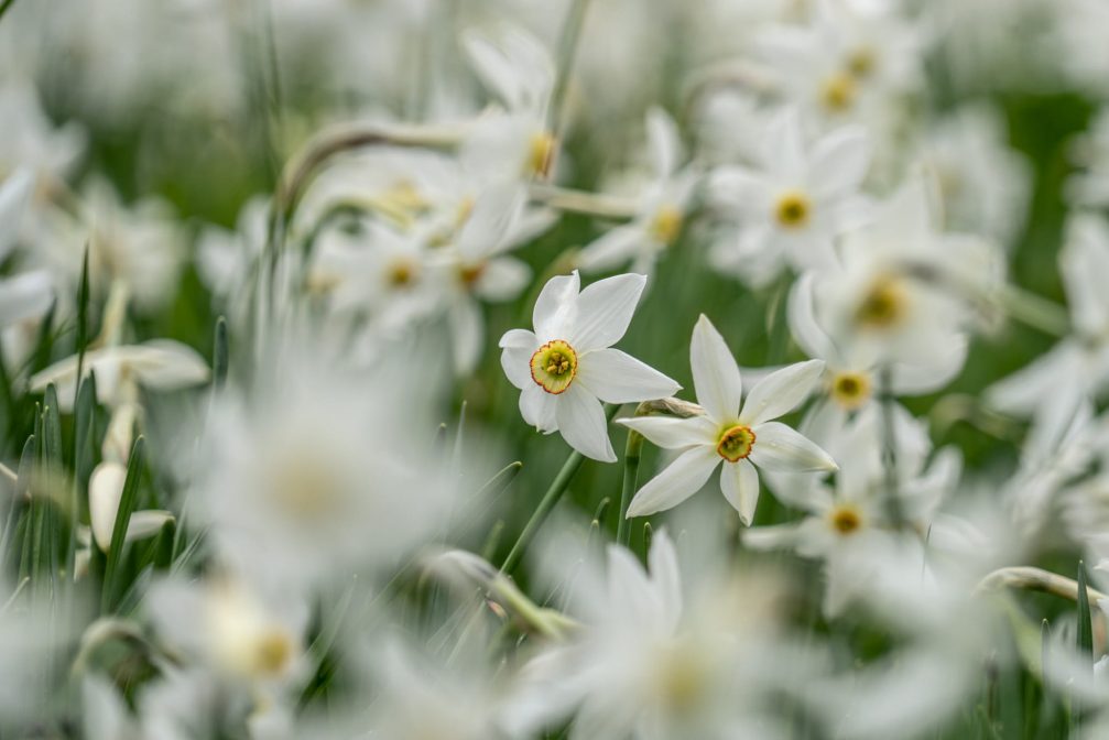 White wild-growing daffodils in spring in Javorniski Rovt above Jesenice 