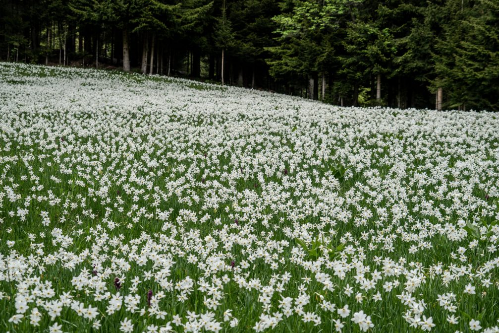 White wild-growing daffodils on the meadovs of Javorniski Rovt in Slovenia