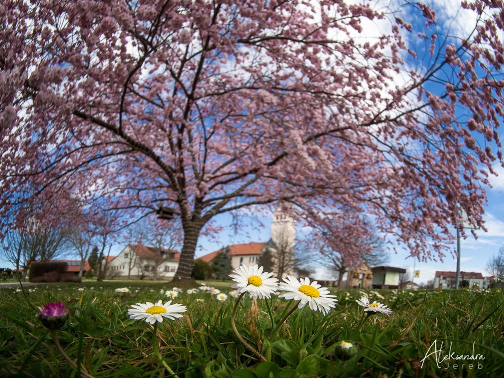 Moravske Toplice in Slovenia in spring