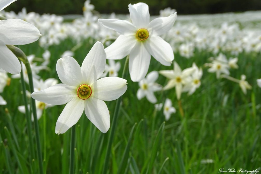 Narcissus Poeticus flower in Javorniski Rovt above Jesenice